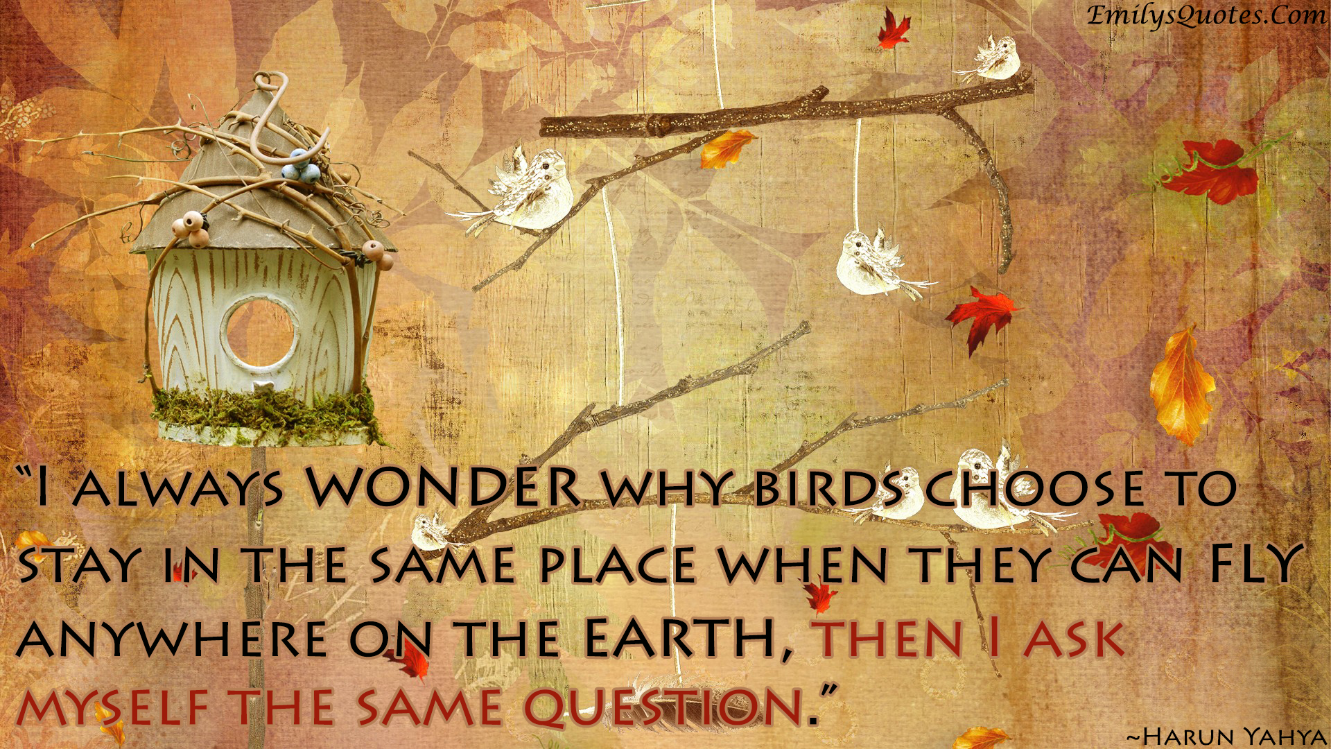 I always wonder why birds choose to stay in the same place when they can fly anywhere on the earth, then I ask myself the same question
