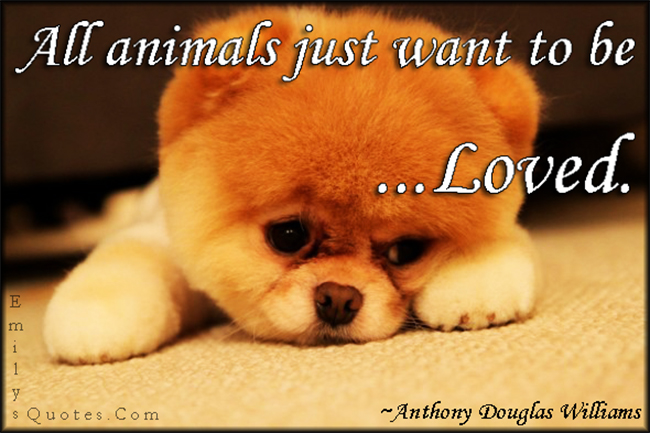 All animals just want to be loved | Popular inspirational quotes at  EmilysQuotes