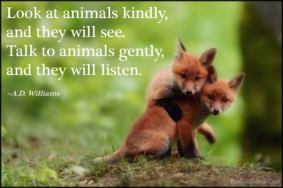 Look at animals kindly, and they will see. Talk to animals gently, and they will listen
