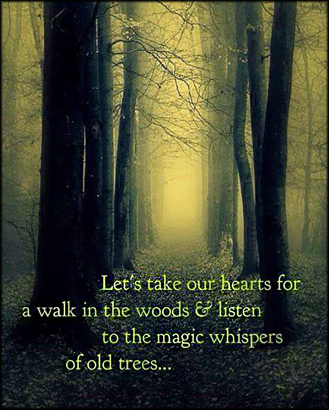 Let’s take our hearts for a walk in the woods and listen to the magic whispers of old trees