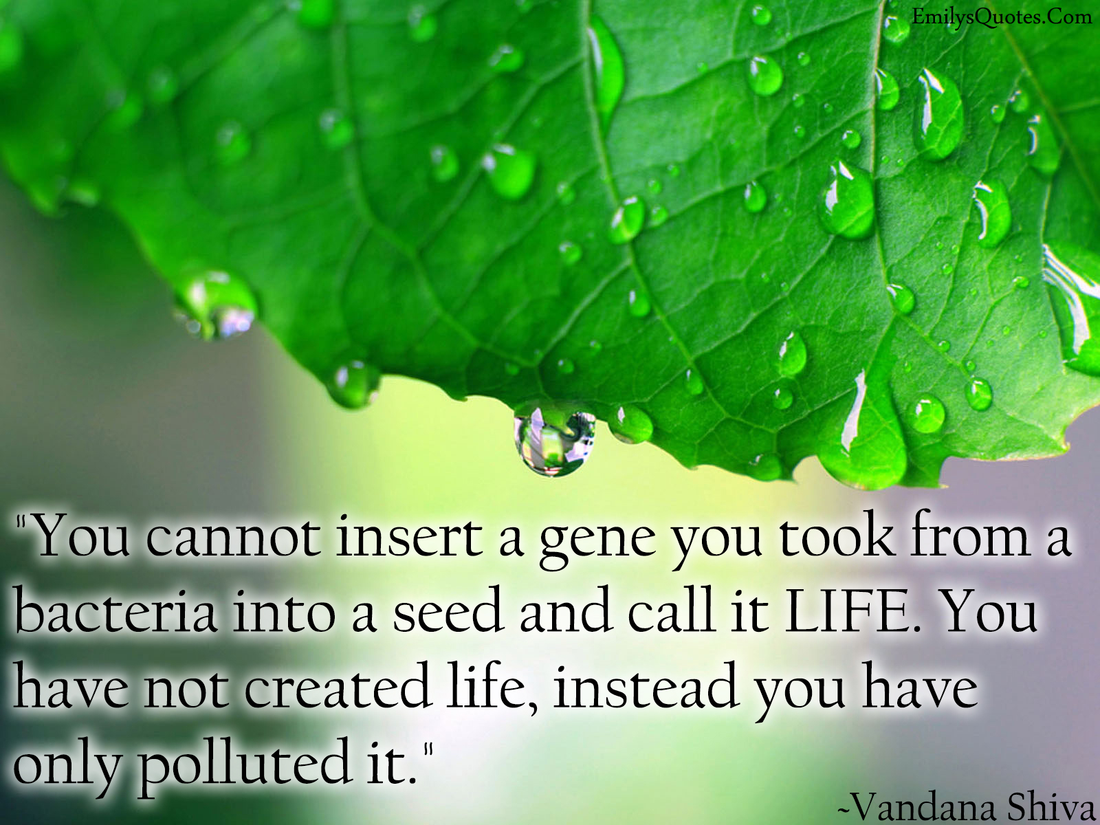 You cannot insert a gene you took from a bacteria into a seed and call it LIFE. You have not created life, instead you have only polluted it